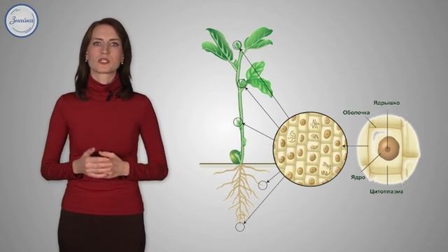 15 Биология 6кл Стебель – опора и транспортная магистраль смотреть онлайн