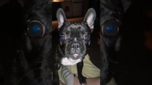 Французский бульдог и лай