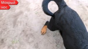 КАК ОТУЧИТЬ щенка КУСАТЬСЯ? Дрессировка ротвейлера.