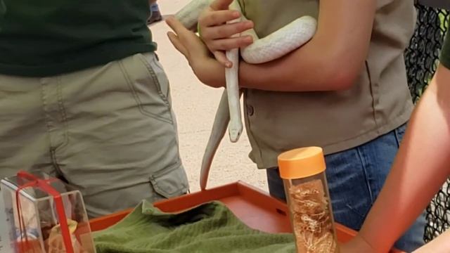 Como Park Zoo & Conservatory
| What To Do In Saint Paul смотреть онлайн