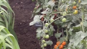 Выставка Цветов В Челси 2023 Лондон (часть 1) - Chelsea Flower Show 2023 London ( part 1 )