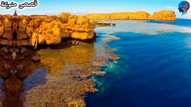 محمية نبق نصفها بالماء والأخر في اليابسة.وبها 86 نوع انقرضوا من كل العالم смотреть онлайн