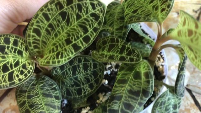 Macodes Petola, небольшие изменения в посадке смотреть онлайн