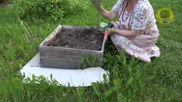 Выращивание арбузов в средней полосе. Часть 2. Высадка рассады в разные места и с разными условиями смотреть онлайн