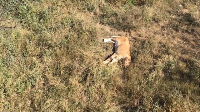 Лола в райском саду Тайган! Lola in Taigan Garden of Eden! смотреть онлайн