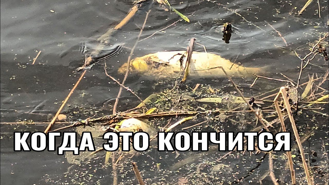 УЖАС ПОДНЯЛ ВОЛОСЫ НА ГОЛОВЕ. ПРИЕХАЛИ ОТКРЫВАТЬСЯ НА ПОПЛАВОК, А ЗДЕСЬ ТАКОЕ !!! смотреть онлайн