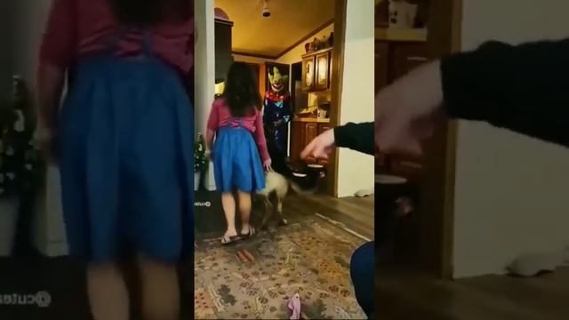 Смешные видео с кошками и собаками -постарайтесь не смеяться #Shorts смотреть онлайн