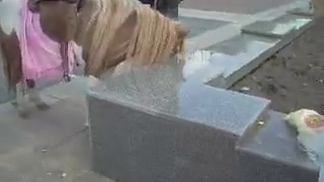 Прикол! Как зовут Вашего ослика? смотреть онлайн