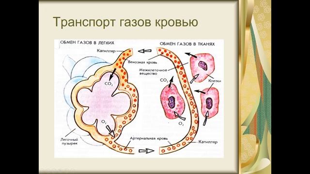Биология. Раздел анатомия человека. Физиология крови. Людмила Ивановна. Profi-Teacher.ru смотреть онлайн