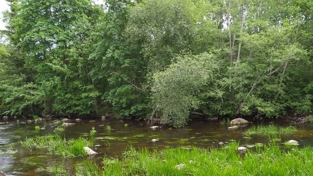 Выдра поймала утёнка смотреть онлайн