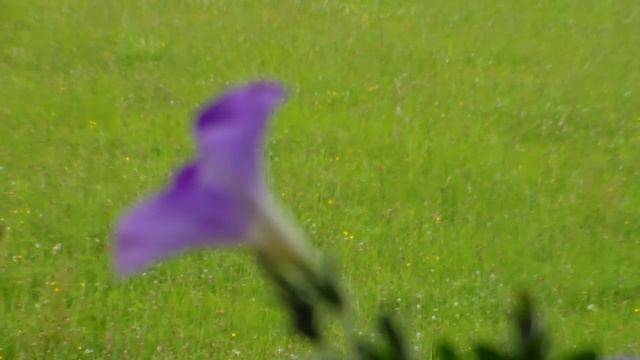 Samsung HMX f90 Test/Review 52x optical zoom manual focus & смотреть онлайн
