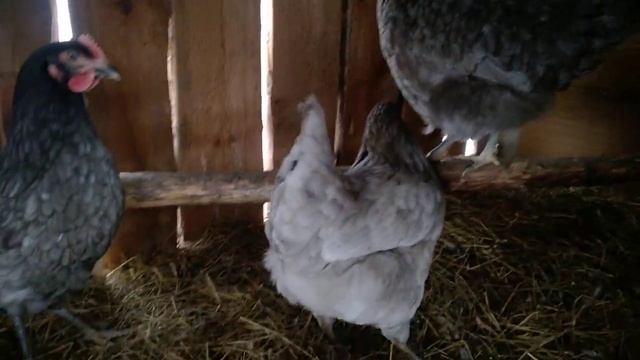 //Куры Доминант// смотреть онлайн