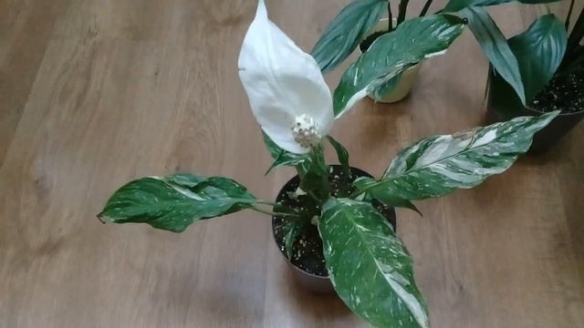 КОМНАТНЫЕ ЦВЕТЫ. МОИ СПАТИФИЛЛУМЫ. АЛОКАЗИЯ. КАЛАТЕЯ САНДЕРИАНА. смотреть онлайн
