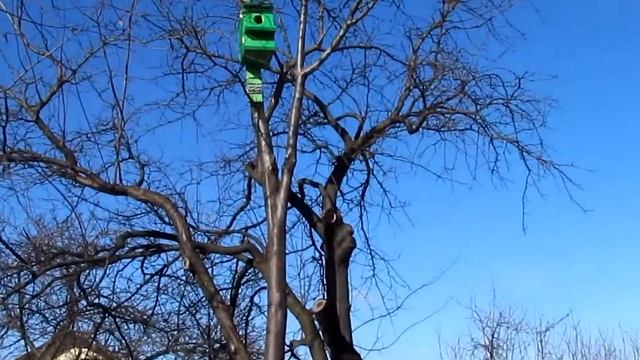 Сделали дом для белки, а поселились птицы/They made a house for the squirrel, and the birds settled смотреть онлайн