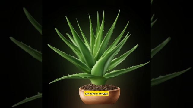 Лечебные травы. Какие травы лечебные. Полезные растения и травы