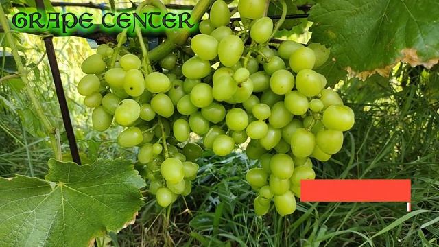 Эликсир для винограда МаФКиН СоК. Мои рекомендации. Elixir for grapes MaFKiN SoK. My recommendation смотреть онлайн