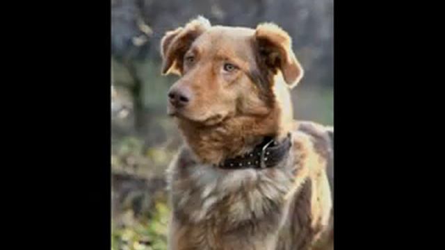 Собака в добрые руки! смотреть онлайн