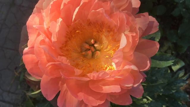 Пион " Coral Sunset " / Корал Сансет / Первое Цветение смотреть онлайн