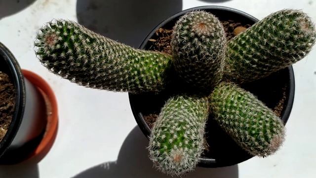 Mammillaria matudae Bravo 1956 (коротко про свое растение) смотреть онлайн
