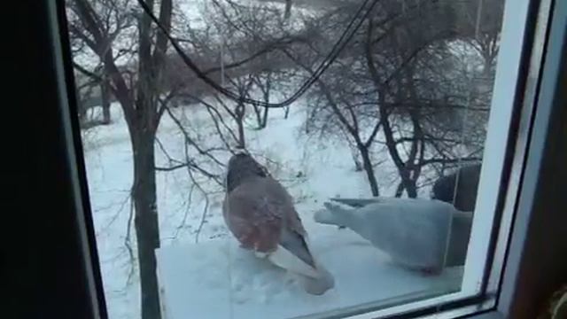 3 голубя едят на кондиционере) смотреть онлайн