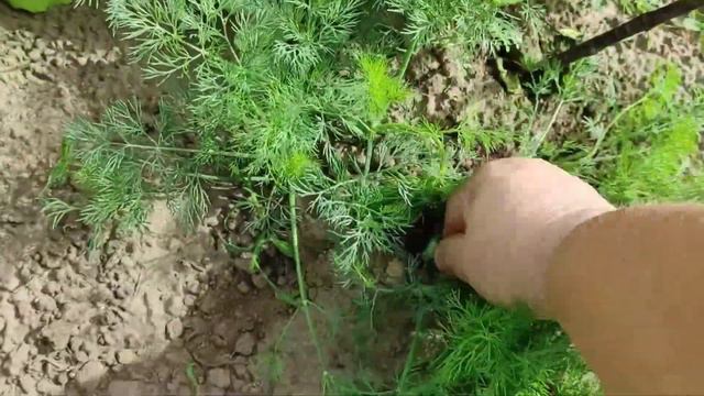 Чтобы завтра уехать домой,сегодня мы подгоняем работу!