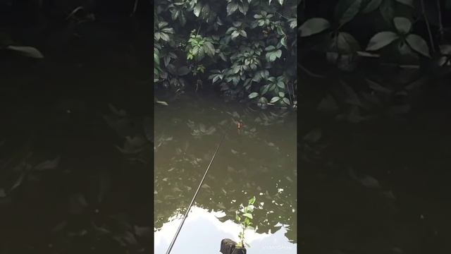 Клевая рыбалка на пруду 2019!!! смотреть онлайн