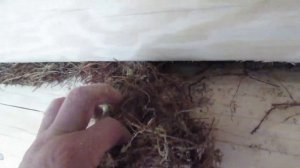 Сборка сруба "на мох". Стоит ли это делать?