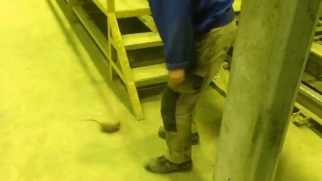 Приколы с пойманной крысой! Прыгающая крыса! Поймали на крысиный клей смотреть онлайн