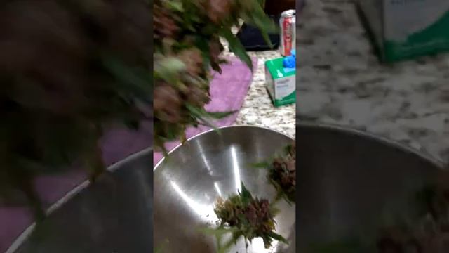 Strawberry Nuggets Autoflower. Giant Purple Colas смотреть онлайн