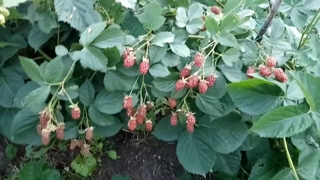 ежевика Вон и Небеса смотреть онлайн