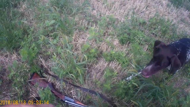 Охота на перепела и горлицу. 2й день после открытия 2018 смотреть онлайн