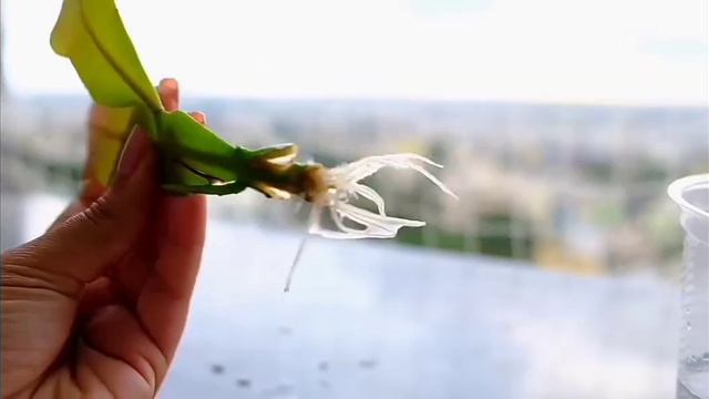 ATLAS ÇİÇEĞİ YETİŞTİRİRKEN BİLMEMİZ GEREKEN HERŞEY смотреть онлайн