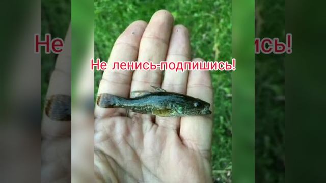 РОТАН. РАССКАЗ О РЫБЕ РОТАН. ПОВАДКИ, МЕСТА ОБИТАНИЯ, СПОСОБЫ ЛОВЛИ. ВСЕ О РОТАНЕ ПОДРОБНО. РОТАН. смотреть онлайн
