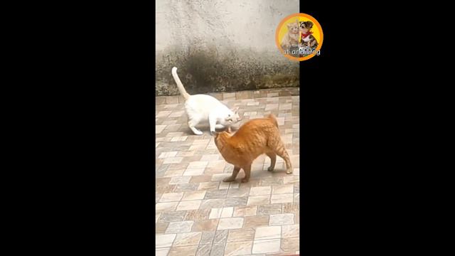 САМЫЕ СМЕШНЫЕ КОТИКИ! СМЕЮСЬ ДО СЛЁЗ ОТ ЭТОГО ВИДЕО! / THE FUNNIEST CATS! I LAUGHED MYSELF SILLY смотреть онлайн