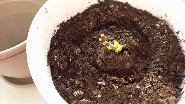 Морозостойкая желтая роза. смотреть онлайн