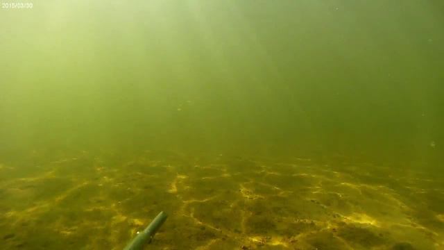 Подводная охота на реке Сож Я без рыбы смотреть онлайн
