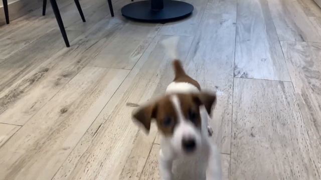 Продается щенок Джек Рассел терьера по кличке Юкас смотреть онлайн