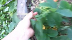Три сорта моей лучшей земляники.Машенька,Избранница,Кама.