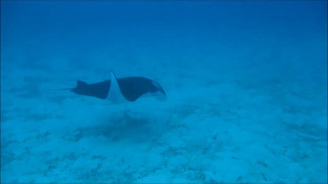 Gosia and Fred. Ukulhas Dec 2013. Maldives смотреть онлайн