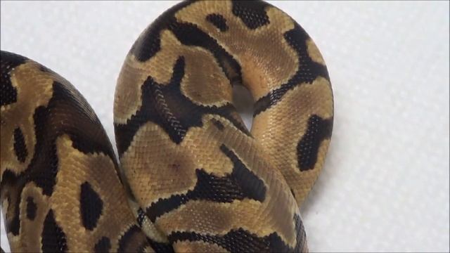 2019 1 Male Enchi DH Desert Ghost Clown Ball Python смотреть онлайн