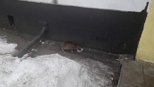 Старый котодруг! смотреть онлайн