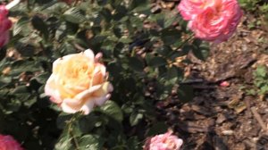 кордес юбилей ч/г роза, питомник роз полины козловой, rozarium.biz , Cordes jubilee-tea-hybrid rose