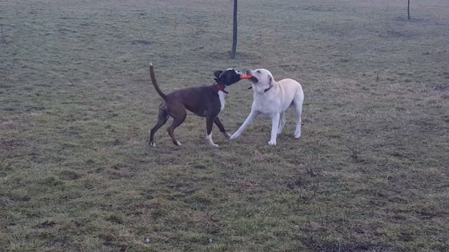 Bokser & Labrador смотреть онлайн