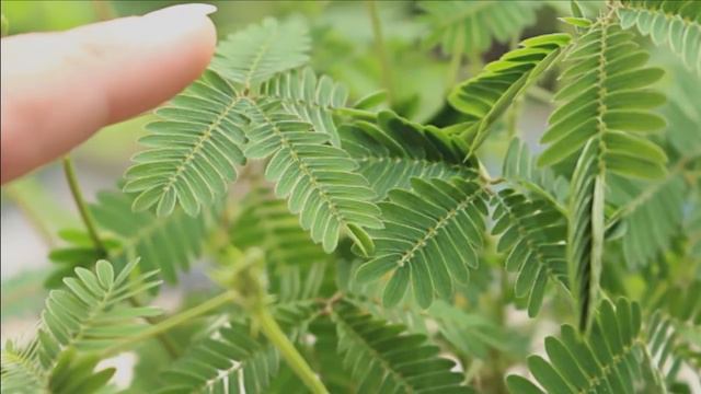 10 Strangest Plants on Planet Earth - World's Largest Flower смотреть онлайн