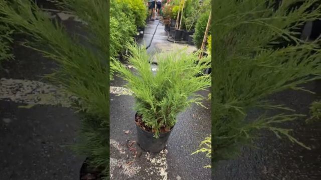 Можжевельник казацкий Glauca (Глаука) смотреть онлайн