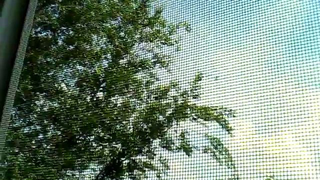 Голоса птиц. Иволга (Oriolus ...). Пение. Тараклия смотреть онлайн