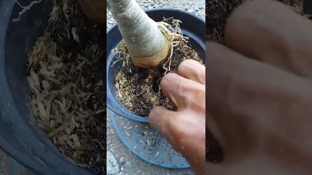 repotting Adenium simple aja.. смотреть онлайн