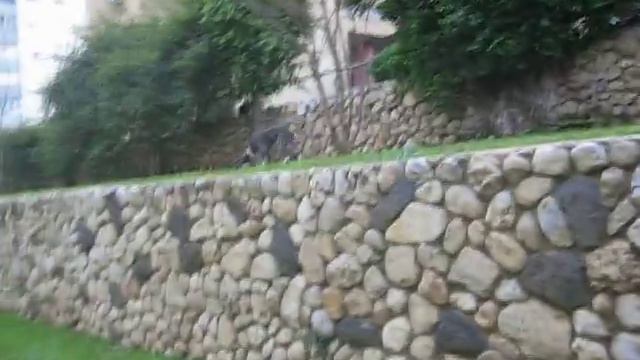 Декстер прыгает на 1,5 с хвостиком метра смотреть онлайн