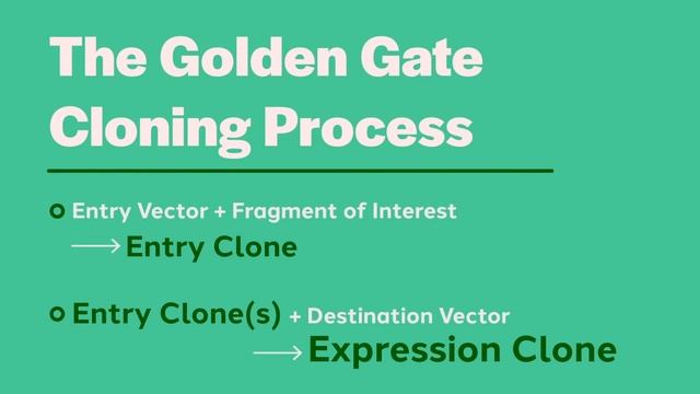A Brief Look at Golden Gate Assembly смотреть онлайн