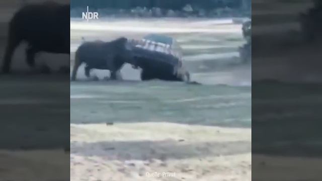 Носорог перевернул машину 😧 смотреть онлайн